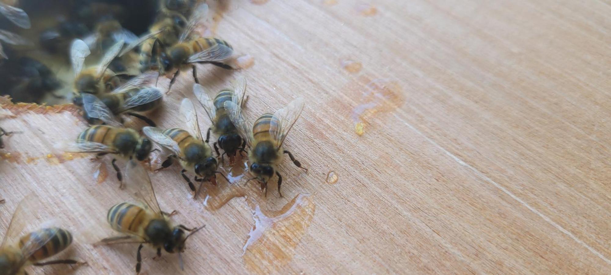 La Maison De L'Abeille De Percey Longeau-Percey Bagian luar foto